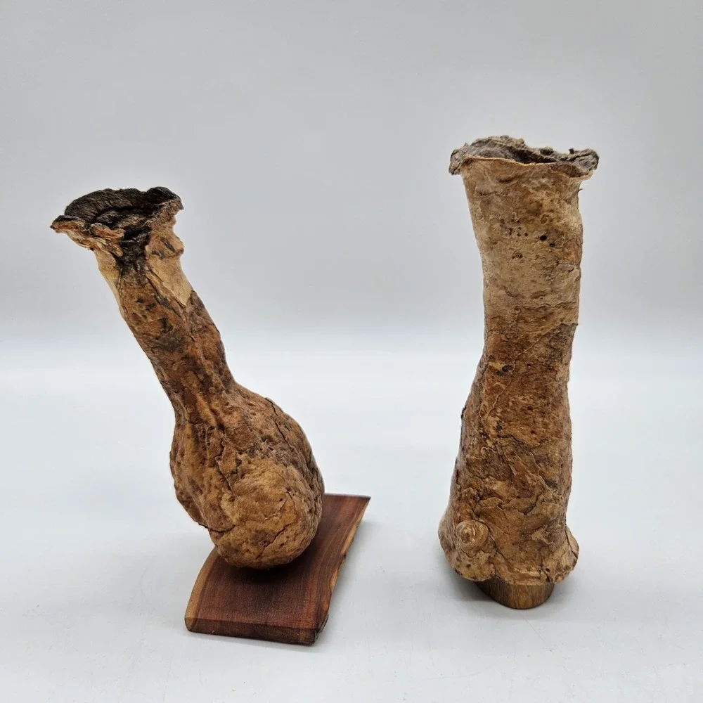 Southwestern Natural Arizona Saguaro Cactus Skeleton Bud Vases Lot of 2